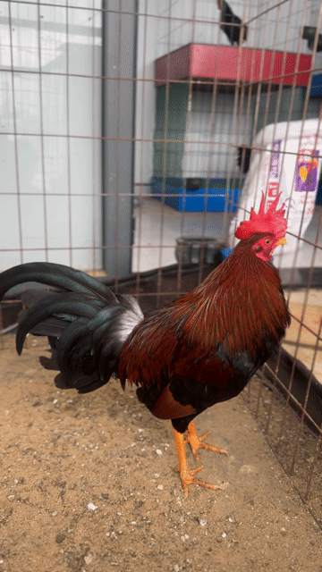 Điều cb lai 1k350 9th hơn về mau chơi. Mua bán Gà tại Quận Bình Tân Tp Hồ Chí Minh được đăng bởi hủ tiếu bò kho hình 1