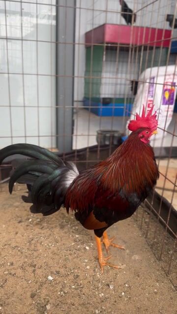Điều cb lai 1k350 9th hơn về mau chơi. Mua bán Gà tại Quận Bình Tân Tp Hồ Chí Minh được đăng bởi hủ tiếu bò kho hình 1