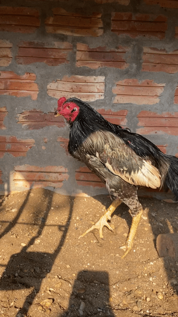 Gà đá trống 9 tháng đã tiêm. Mua bán Gà tại Huyện Hoài Đức Hà Nội được đăng bởi Nguyễn Hiền Thái hình 1