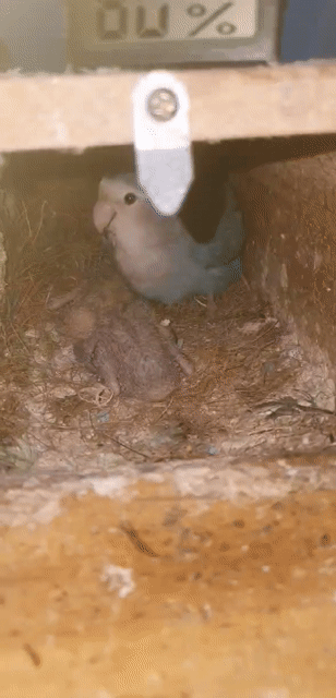 vẹt non lovebird. Mua bán Chim tại Quận Ba Đình Hà Nội được đăng bởi Anh Nguyen Duc hình 1
