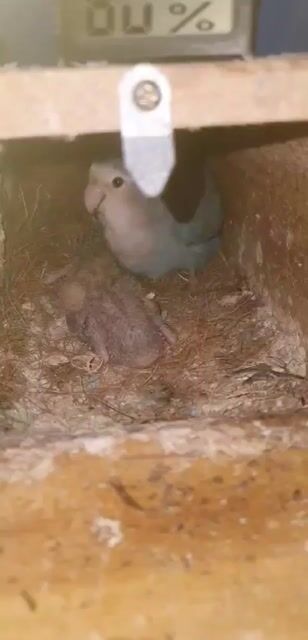 vẹt non lovebird. Mua bán Chim tại Quận Ba Đình Hà Nội được đăng bởi Anh Nguyen Duc hình 1