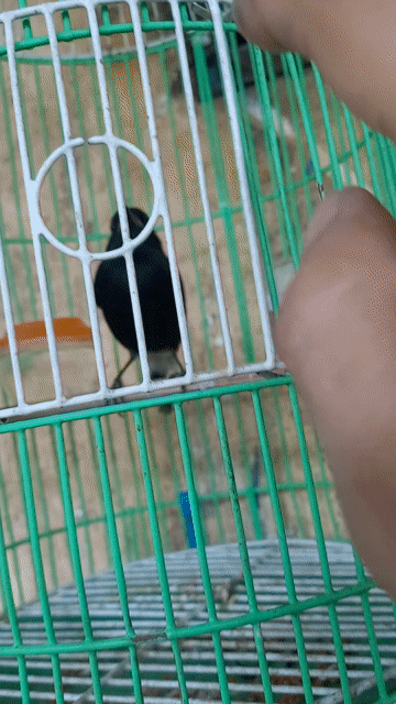 Chim cảnh Đen Khỏe mạnh. Mua bán Chim tại Huyện Nhà Bè Tp Hồ Chí Minh được đăng bởi Nguyen Chi Hieu hình 1
