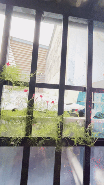 Hạt giống hoa Tóc tiên sao leo Đỏ. Mua bán Đồ chuyên dụng, Giống nuôi trồng tại Quận Gò Vấp Tp Hồ Chí Minh được đăng bởi Vân hình 1