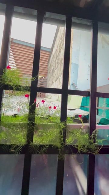 Hạt giống hoa Tóc tiên sao leo Đỏ. Mua bán Đồ chuyên dụng, Giống nuôi trồng tại Quận Gò Vấp Tp Hồ Chí Minh được đăng bởi Vân hình 1