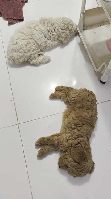 Chó Poodle đực 45 ngày. Mua bán Chó tại Thành phố Thuận An Bình Dương được đăng bởi Nguyễn Tài  hình 1