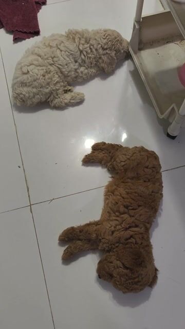 Chó Poodle đực 45 ngày. Mua bán Chó tại Thành phố Thuận An Bình Dương được đăng bởi Nguyễn Tài  hình 1
