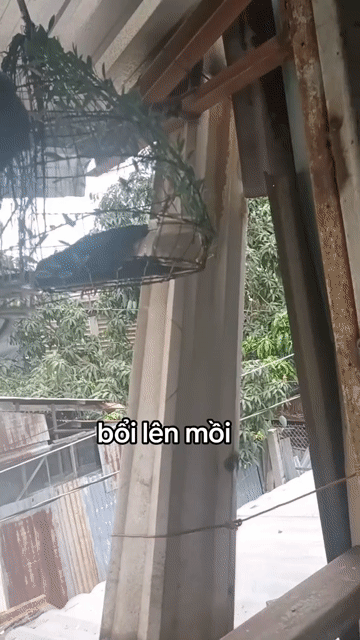 bổi nổi lên mồi . Mua bán Chim tại Quận Ninh Kiều Cần Thơ được đăng bởi lê hoàng long hình 1