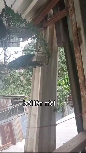 bổi nổi lên mồi . Mua bán Chim tại Quận Ninh Kiều Cần Thơ được đăng bởi lê hoàng long hình 1