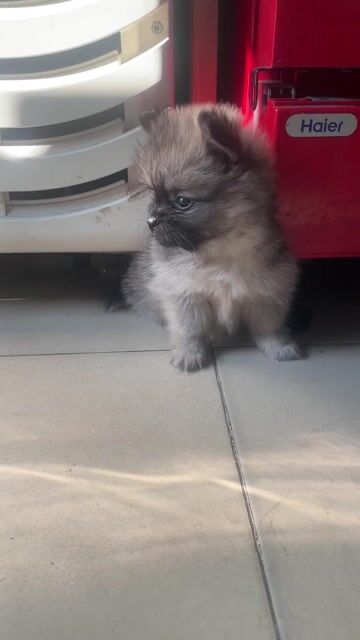 Chó Phốc Sóc đực 52 ngày tuổi. Mua bán Chó tại Quận Long Biên Hà Nội được đăng bởi Bết hình 1