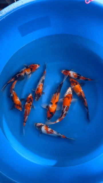 Cá chép KOI Dainichi Showa Nhật Bản 20-25cm. Mua bán Thú cưng khác tại Quận 12 Tp Hồ Chí Minh được đăng bởi Gin Koi Farm hình 1