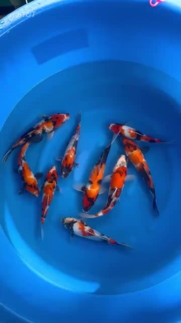 Cá chép KOI Dainichi Showa Nhật Bản 20-25cm. Mua bán Thú cưng khác tại Quận 12 Tp Hồ Chí Minh được đăng bởi Gin Koi Farm hình 1