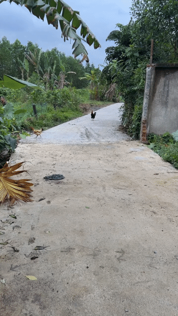 Mua bán Đất Huyện Hòa Vang Đà Nẵng diện tích 400 m² giá 2,35 tỷ