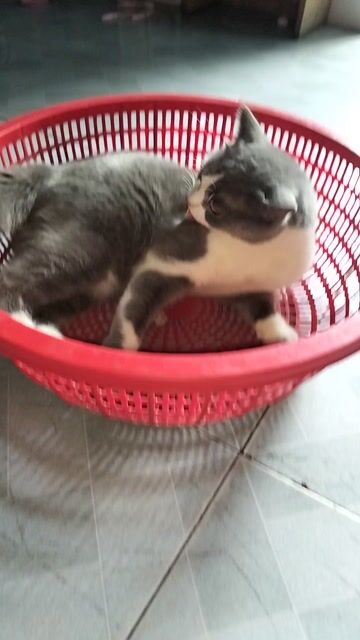 bicolor. Mua bán Mèo tại Quận 12 Tp Hồ Chí Minh được đăng bởi Trang Trang hình 1