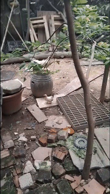 Gà con Thả vườn tự nhiên 3 tháng màu Trắng. Mua bán Gà tại Quận Hà Đông Hà Nội được đăng bởi  huyen hình 1