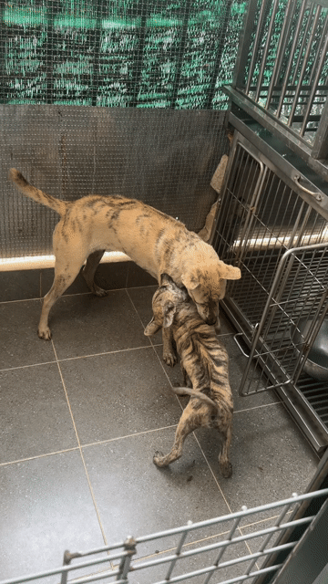 Chó Phú Quốc bạch hổ. Mua bán Chó tại Quận 12 Tp Hồ Chí Minh được đăng bởi QB SHOP PETS hình 1