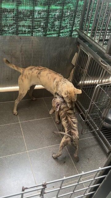 Chó Phú Quốc bạch hổ. Mua bán Chó tại Quận 12 Tp Hồ Chí Minh được đăng bởi QB SHOP PETS hình 1