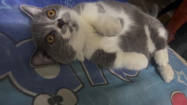 Mèo Chân lùn cái. Mua bán Mèo tại Huyện Bình Chánh Tp Hồ Chí Minh được đăng bởi Đào Thị Thu Thuỷ hình 1