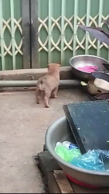 Chó HMông cộc đuôi đực. Mua bán Chó tại Huyện Hoài Đức Hà Nội được đăng bởi long hình 1