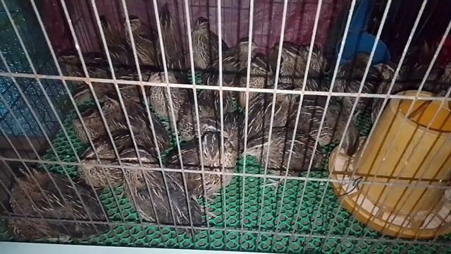 Chim cút mái khỏe mạnh sắp đẻ. Mua bán Chim tại Huyện Mỏ Cày Bắc Bến Tre được đăng bởi Mr Danh hình 1
