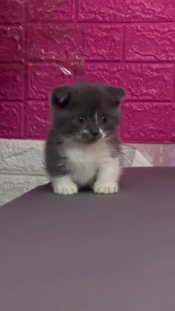 Mèo Bicolor chân lùn. Mua bán Mèo tại Thành phố Thủ Đức Tp Hồ Chí Minh được đăng bởi Cẩm  hình 1