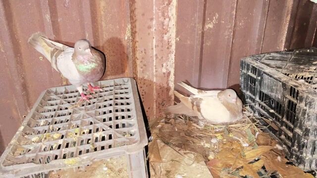 Bồ câu Titan Thái đang sinh sản. Mua bán Chim tại Huyện Bình Chánh Tp Hồ Chí Minh được đăng bởi A Tây hình 1