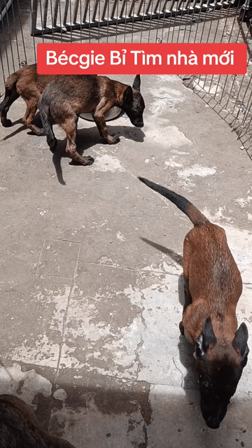 Chó Becgie Bỉ hơn 2 tháng 2 mũi. Mua bán Chó tại Quận Bình Thuỷ Cần Thơ được đăng bởi Phạm thị Chương Đài hình 1