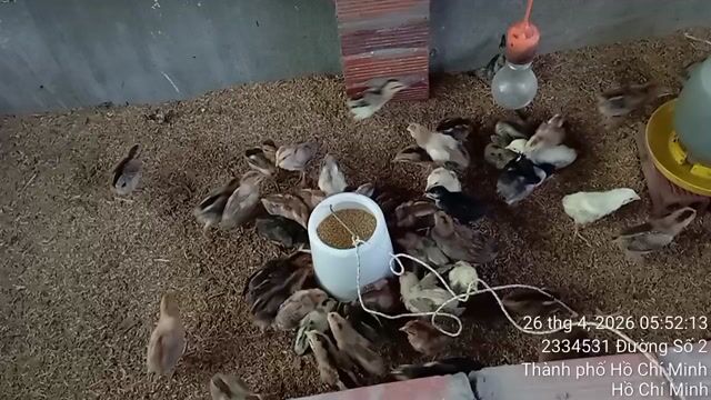 Bầy Gà lông  Máu Thái & Mỹ 1 tháng tuổi. Mua bán Gà tại Huyện Long Điền Bà Rịa - Vũng Tàu được đăng bởi Hà Xuyên Betta Guppy Shop hình 1