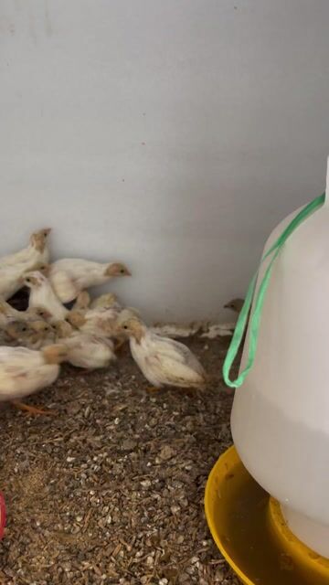 Gà rutin Trắng Nâu 3-4 tuần. Mua bán Gà tại Quận 10 Tp Hồ Chí Minh được đăng bởi Thao Nguyen hình 1