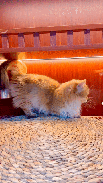 Mèo munchkin golden lông dài chân lùn cái 9 tháng. Mua bán Mèo tại Thành phố Thủ Đức Tp Hồ Chí Minh được đăng bởi Do Dat hình 1