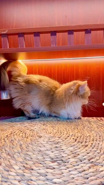 Mèo munchkin golden lông dài chân lùn cái 9 tháng. Mua bán Mèo tại Thành phố Thủ Đức Tp Hồ Chí Minh được đăng bởi Do Dat hình 1