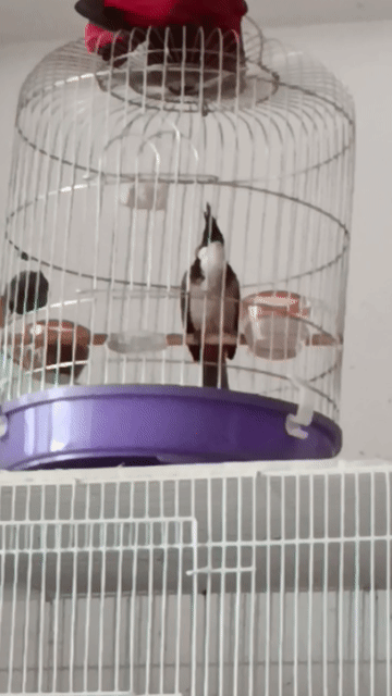 Chim chào mào 2 mùa không lỗi. Mua bán Chim tại Quận 12 Tp Hồ Chí Minh được đăng bởi Trâm Nguyên Hoang hình 1