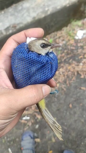 Chim Hoành hoạch trắng chuyền. Mua bán Chim tại Huyện Hóc Môn Tp Hồ Chí Minh được đăng bởi vũ chim bổi hình 1