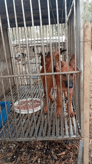 Chó Đực Đỏ cháy 3,5 tháng đã chích ngừa. Mua bán Chó tại Huyện Trảng Bom Đồng Nai được đăng bởi Trần Văn lưu hình 1