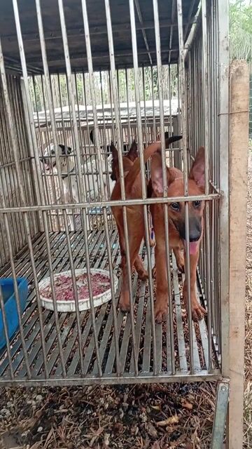 Chó Đực Đỏ cháy 3,5 tháng đã chích ngừa. Mua bán Chó tại Huyện Trảng Bom Đồng Nai được đăng bởi Trần Văn lưu hình 1