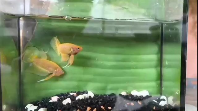 lia thia thái . Mua bán Thú cưng khác tại Huyện Châu Phú An Giang được đăng bởi Mrsiro Siro hình 1