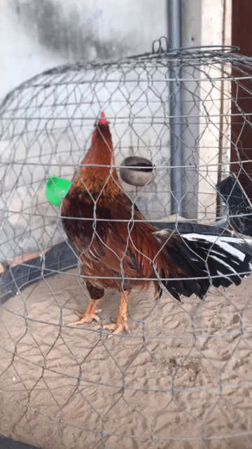 Thanh Lý Vàng 2x Tay ôm. Mua bán Gà tại Thị xã Bến Cát Bình Dương được đăng bởi Minh Nhựt hình 1