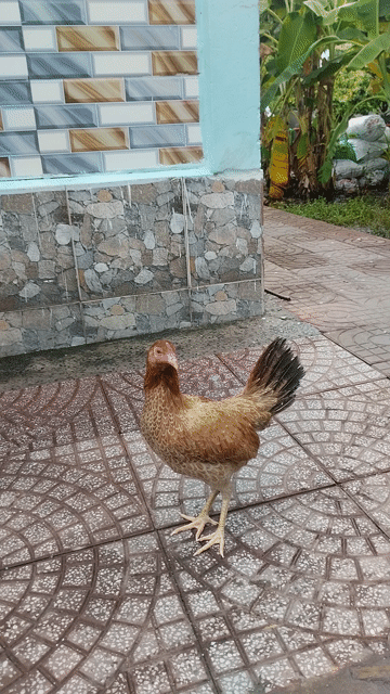 Gà Mỹ 2kg Nâu Cái. Mua bán Gà tại Huyện Long Hồ Vĩnh Long được đăng bởi Nhân gà tre hình 1