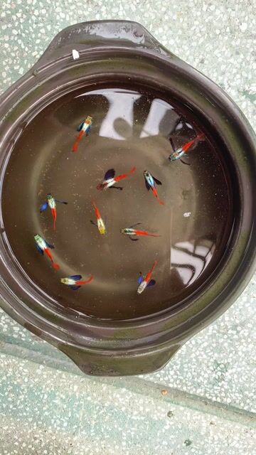 Thanh lý Cá cảnh Dumbo Short nhiều màu. Mua bán Thú cưng khác tại Huyện Củ Chi Tp Hồ Chí Minh được đăng bởi Tín hình 1