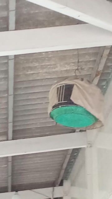 Chim cu đực hơn hai mùa. Mua bán Chim tại Huyện Bình Chánh Tp Hồ Chí Minh được đăng bởi Nhân Đinh  hình 1