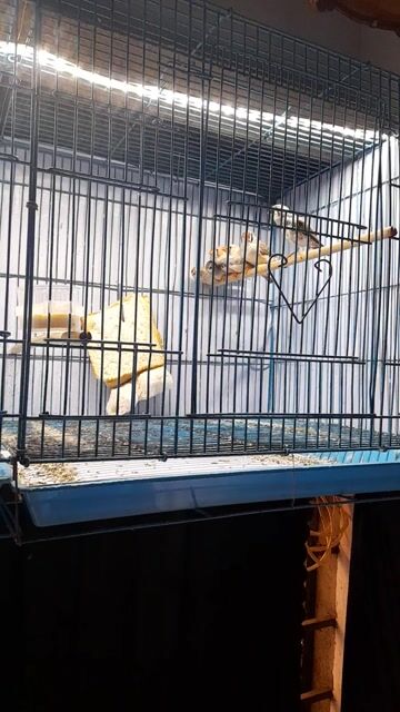 Chim manh manh. Mua bán Chim tại Quận Tân Bình Tp Hồ Chí Minh được đăng bởi Nguyễn Viết Minh hình 1