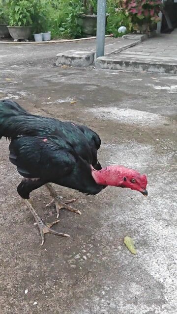Gà chọi Đen đực 2.28kg. Mua bán Gà tại Huyện Tây Hòa Phú Yên được đăng bởi Trai Gà Ong Sinh hình 1