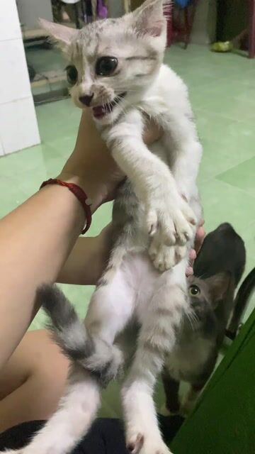 Mèo đực Trắng xám. Mua bán Mèo tại Huyện Hóc Môn Tp Hồ Chí Minh được đăng bởi Hoa Bỉ Ngạn hình 1