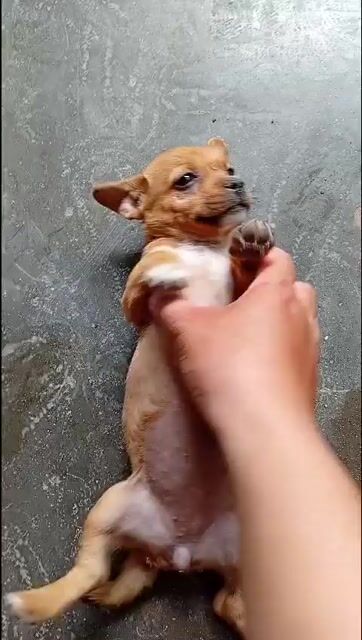 chó phốc lai đã tiêm và tẩy giun. Mua bán Chó tại Quận Bắc Từ Liêm Hà Nội được đăng bởi sơn hình 1
