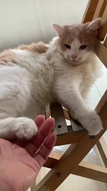 Mèo Trắng cam. Mua bán Mèo tại Quận Nam Từ Liêm Hà Nội được đăng bởi Anh Đạt hình 1