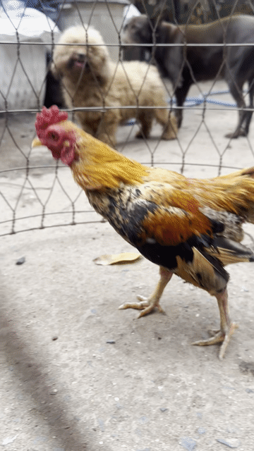 Gà tre trống 1 năm màu Đỏ, đen, vàng. Mua bán Gà tại Quận 12 Tp Hồ Chí Minh được đăng bởi Anh bảo hình 1