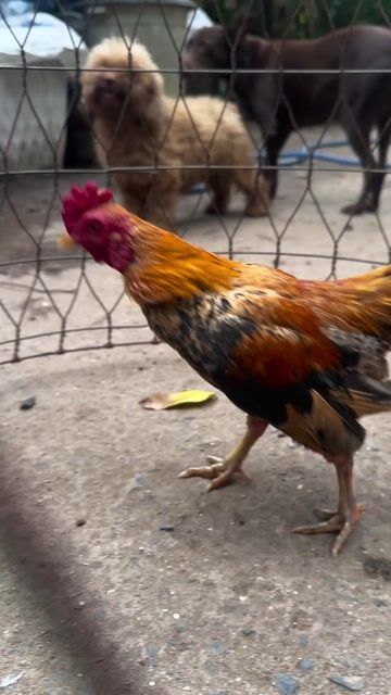 Gà tre trống 1 năm màu Đỏ, đen, vàng. Mua bán Gà tại Quận 12 Tp Hồ Chí Minh được đăng bởi Anh bảo hình 1