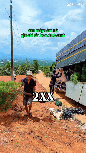 Mua bán Đất Huyện Lâm Hà Lâm Đồng diện tích 219 m² giá 280 triệu