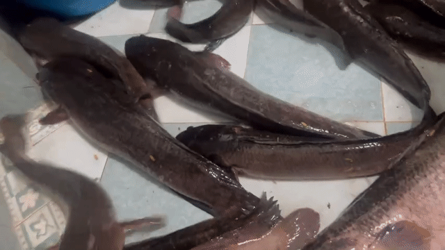 Cá lóc tươi sống 1kg. Mua bán Đồ ăn, thực phẩm và các loại khác tại Quận Bắc Từ Liêm Hà Nội được đăng bởi Nguyen thai thach hình 1