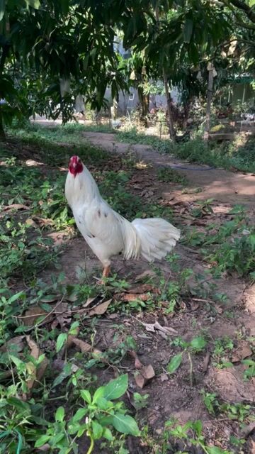 Bướm 3000garm. Mua bán Gà tại Thành phố Cao Lãnh Đồng Tháp được đăng bởi Gà Đá Miền Tây hình 1