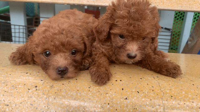 Chó Poodle đực màu Nâu đỏ. Mua bán Chó tại Quận 7 Tp Hồ Chí Minh được đăng bởi Tho Đoan hình 1